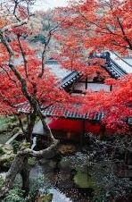 哥斯达黎加足球比分-哥斯达黎加足球，绿茵场上的坚韧传奇与比分背后的热血故事