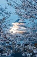 国际足球比分网-国际足球比分网，球迷的数字战场与足球文化的全球拼图
